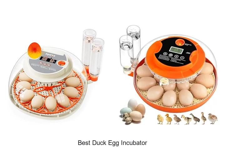Top 15 Best Duck Egg Incubator for Perfect Hatch Results
